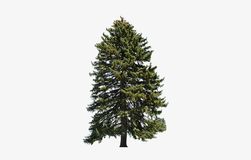 This Evergreen Is A Species Of Spruce Native To Northern, - Doki Doki Literature Club Sayori Christmas Tree, transparent png download