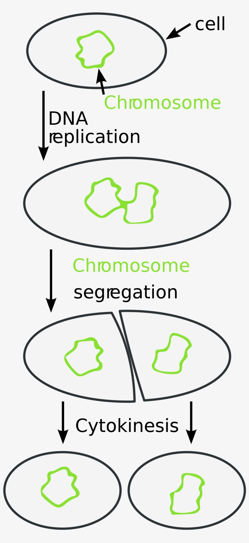Open - Organisms Use Binary Fission, transparent png download