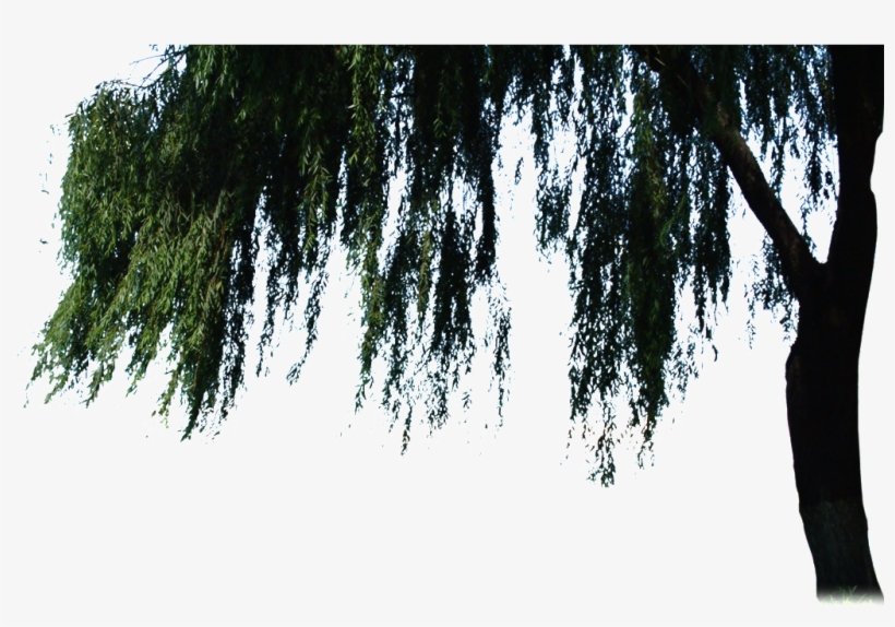 Beautiful High Definition Close Up Willow Png - Willow, transparent png download