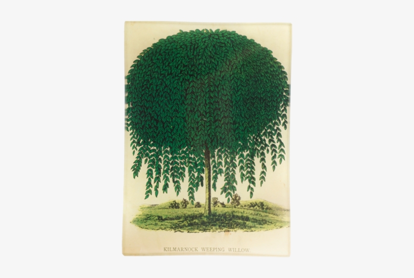 Willow Willow - Tree, transparent png download