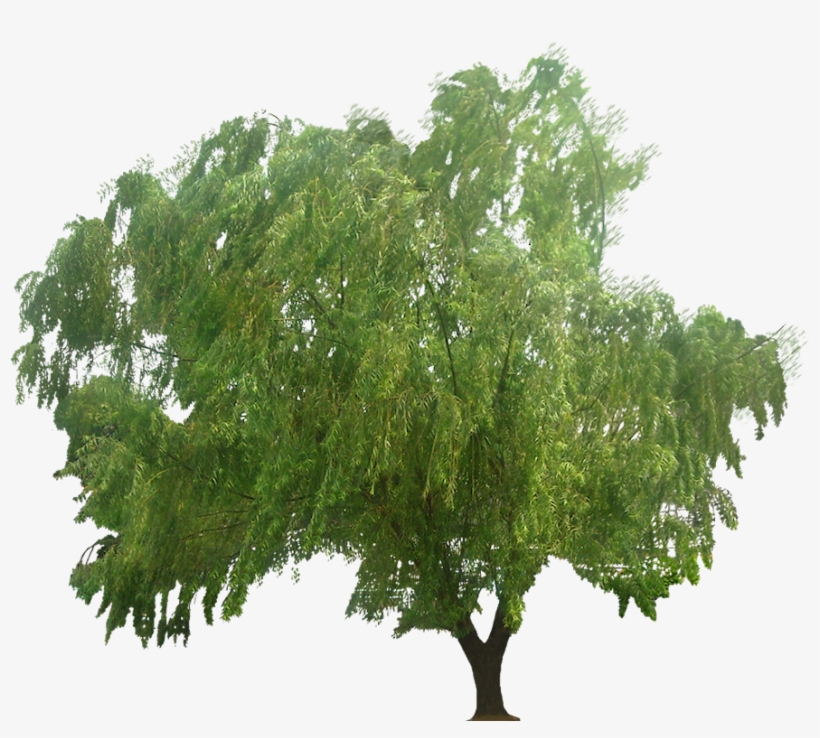 Salix Babylonica, transparent png download