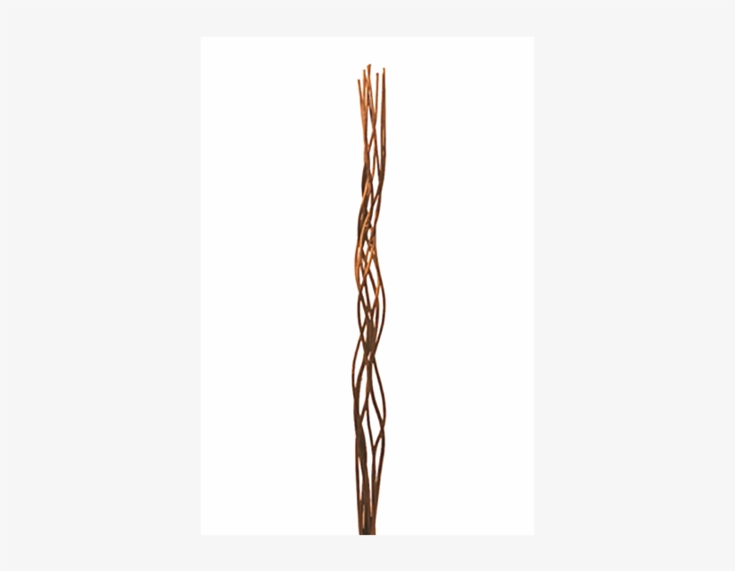Corkscrew Willow - Mahogany - Willow, transparent png download