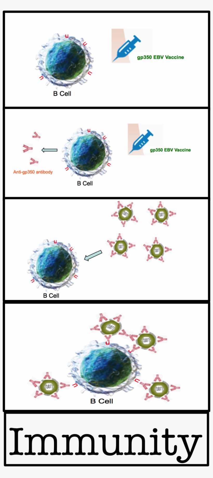 History And Background Image Of Ebv Vaccine And Bcell - Circle, transparent png download
