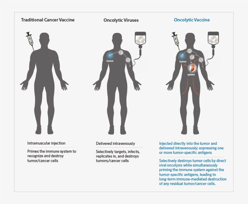 Profectus Oncolytic Vaccines Are Based On Rvsv-derived - Dry Suit, transparent png download