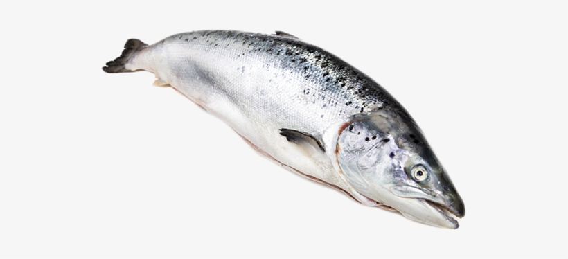 Knowledge - Fresh Fish Png, transparent png download