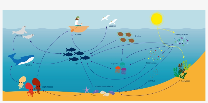 Marine Food Webs - Food Web, transparent png download