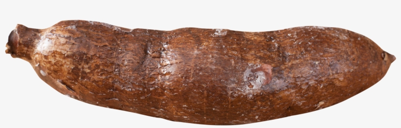 Cassava Yuca Root Png Image - Yuca Png, transparent png download
