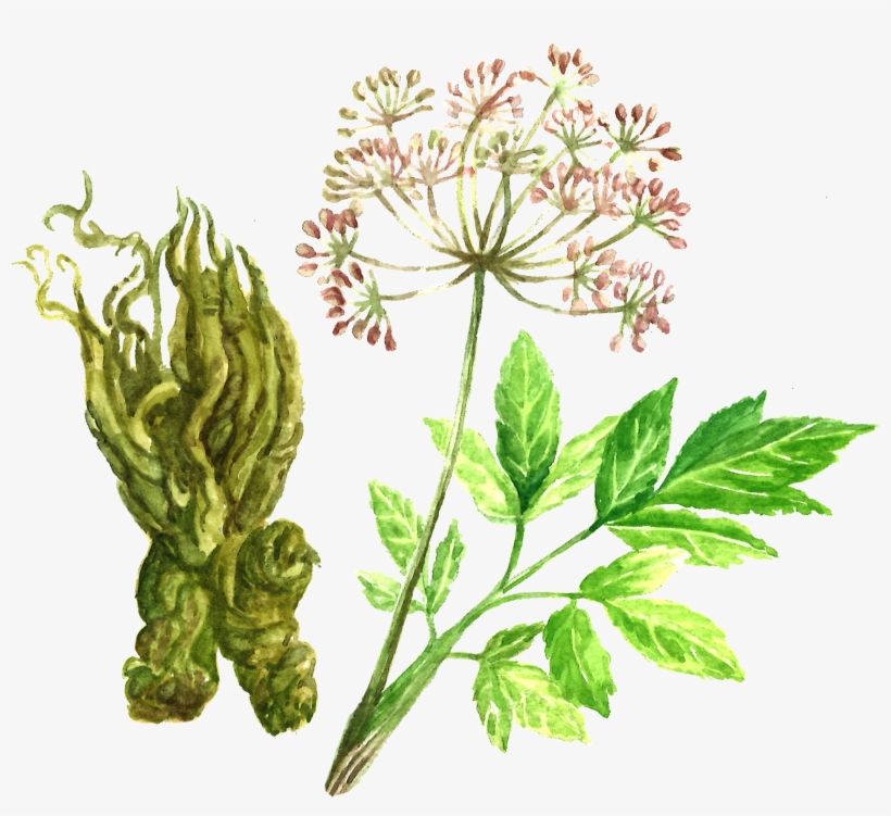 Angelica Root - Norwegian Angelica, transparent png download