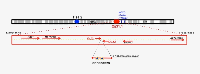Genomic Context Of The Human Dlx1/dlx2 Bigenic Locus - Dlx1 Gene, transparent png download