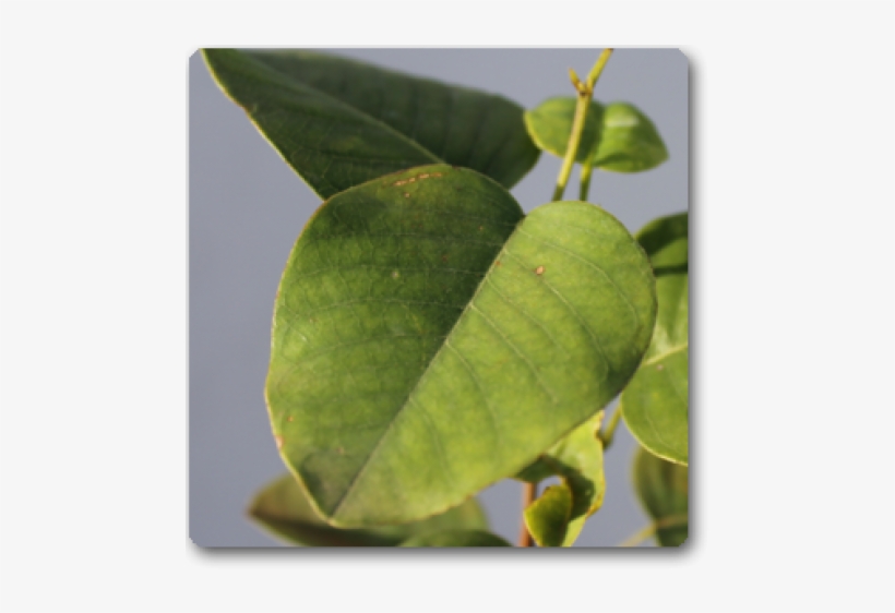 Red Sandalwood, transparent png download