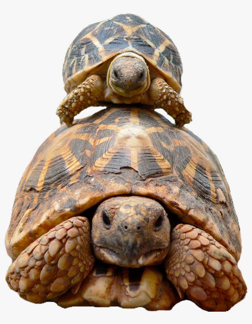 Tortoise Sticker - Best Turtle In The World, transparent png download