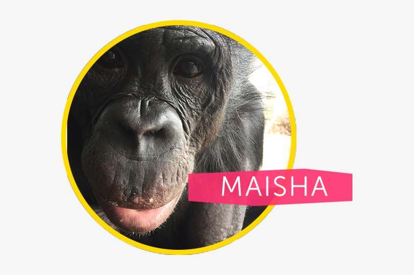 His Favorite Foods Are Hard-boiled Eggs, Yogurt, And - Western Lowland Gorilla, transparent png download