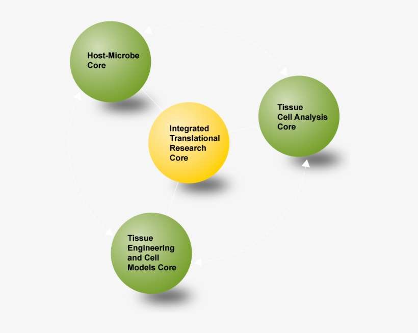 The University Of Chicago Ddrcc - Digestive Diseases Research, transparent png download