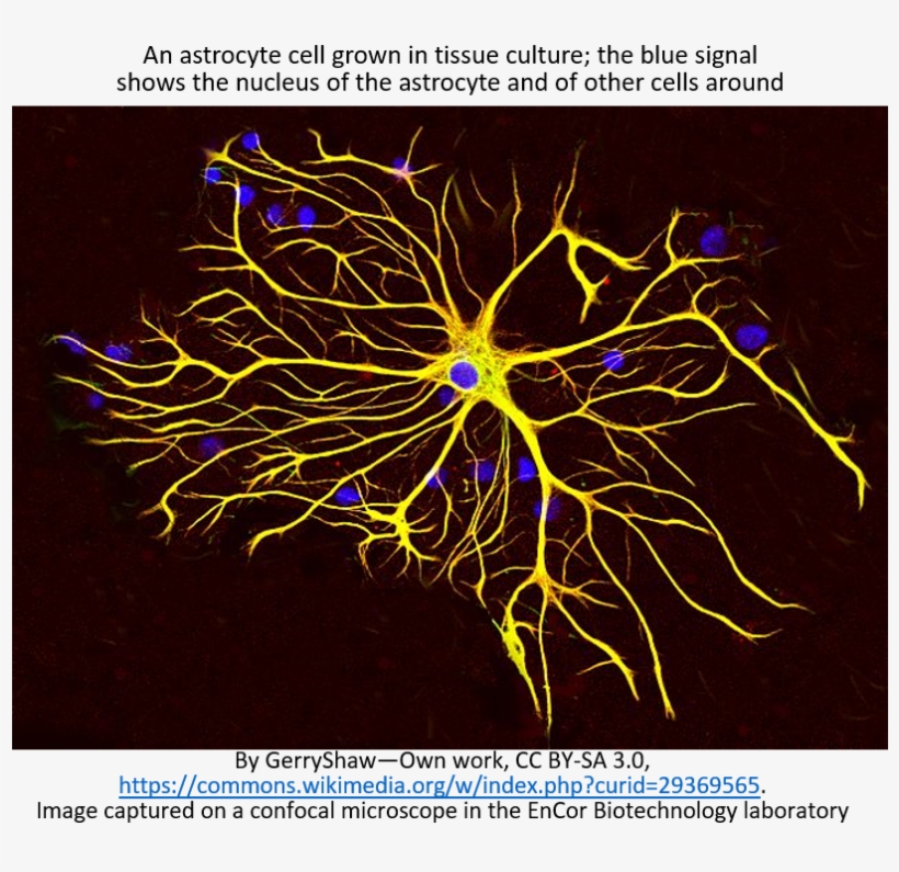 21 Nov - New Developments In Astrocytes Research, transparent png download
