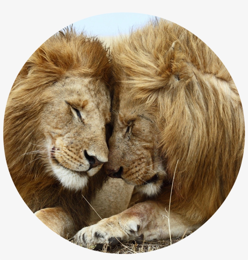 Day Of The Dead Djdjd - Lions Cuddling Poster Photo Print 32x24, transparent png download