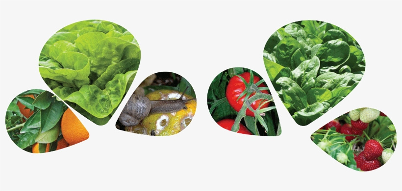 Ironfist Snail And Slug Bait - Agriculture, transparent png download