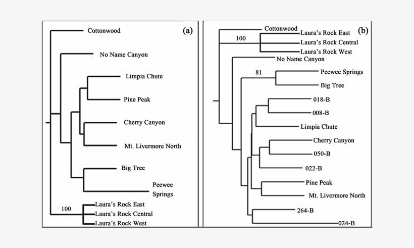 Unrooted Neighbor-joining Phenograms Constructed From - Number, transparent png download