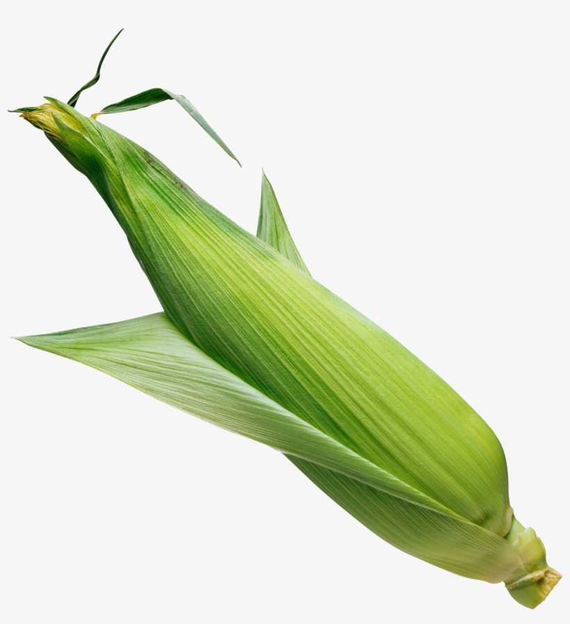 Corn Png Image - Corn Leaf Png, transparent png download