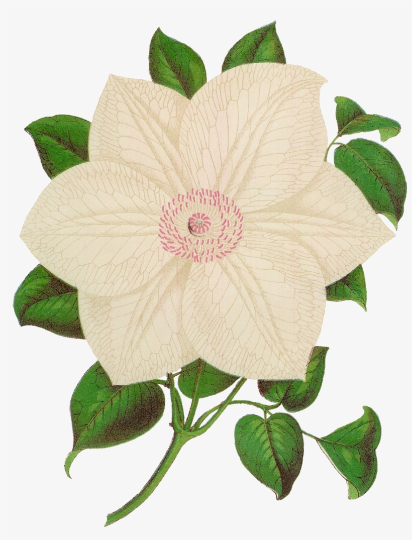 This Rose Artwork Is Stunningly Beautiful, And The - Rosa Rugosa, transparent png download