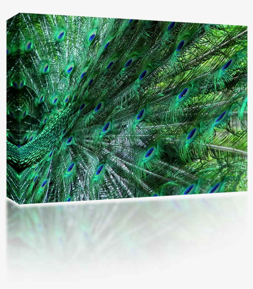 Peacock Feathers - Emerald, transparent png download