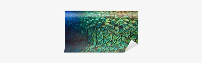 Patterns And Colors Of Peacock Feathers - Peafowl, transparent png download