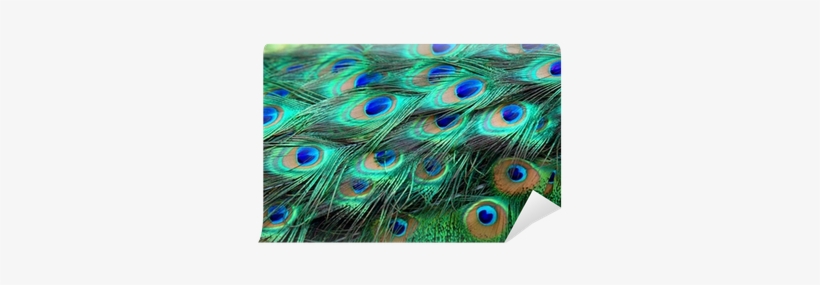 Peacock Feather, transparent png download