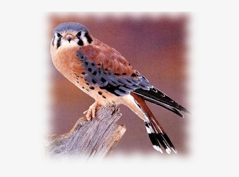 Beautiful Animal - Crécerelle D Amérique, transparent png download