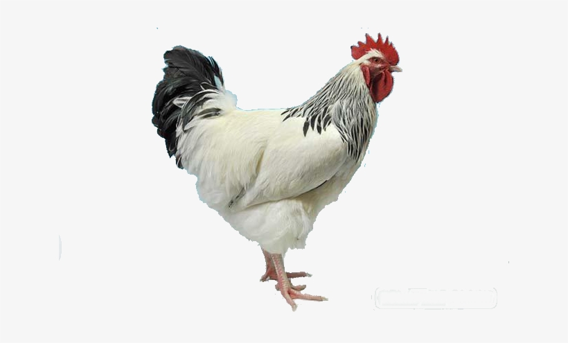 Boski Farm Mart - White Cockerel, transparent png download