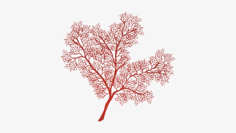 Http - //ian - Umces - Ian Symbol Gorgonian Sea Fan - Sea Fan Coral Png, transparent png download