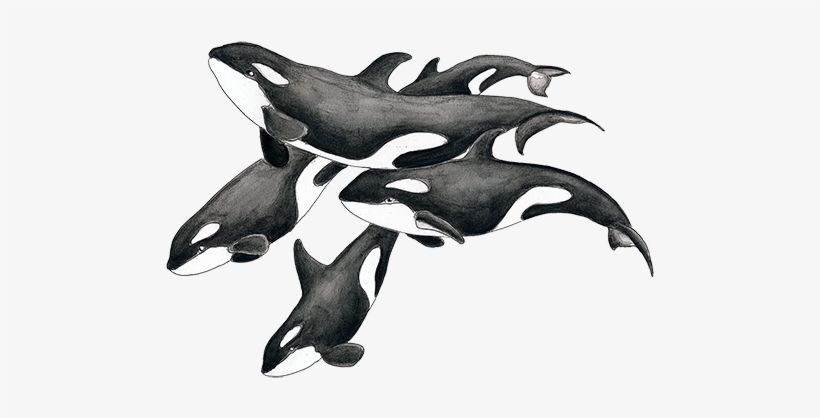 Throw Blanket, transparent png download