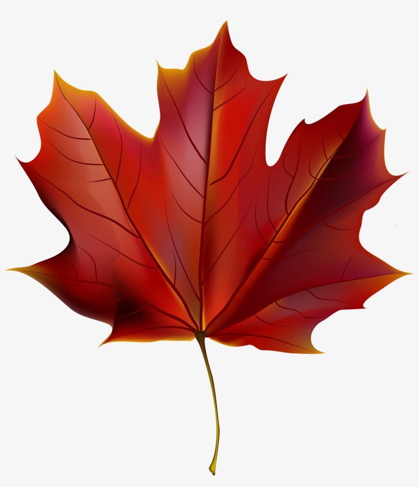 Beautiful Red Autumn Leaf Png Clipart Image - Red Autumn Leaf Png, transparent png download