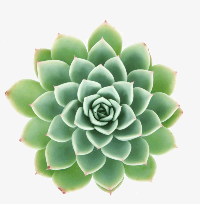 Echeveria - Echeveria Blue Atoll, transparent png download