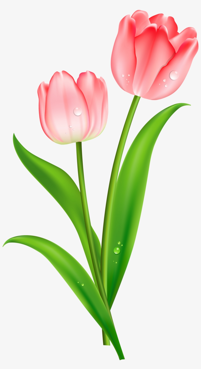 Tulip Clipart Transparent Background - Tulip Clipart, transparent png download