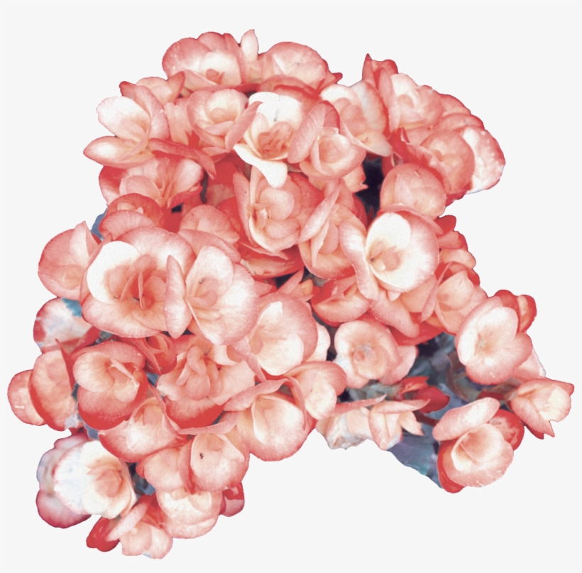 Hand Painted Cartoon Orange Hydrangea Png Transparent - Portable Network Graphics, transparent png download