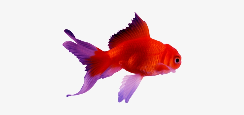 Goldfish Psd, transparent png download
