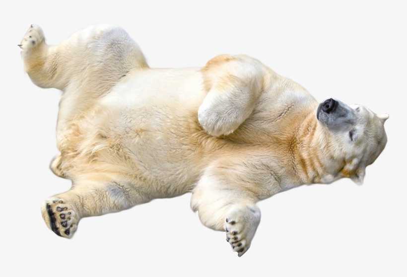 Polar Bear Transparent Background, transparent png download