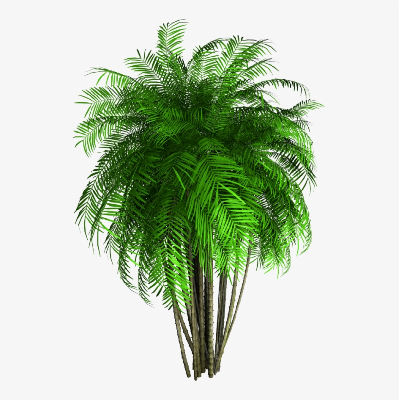 Tube Arbre,png - Bamboo Tree Png, transparent png download