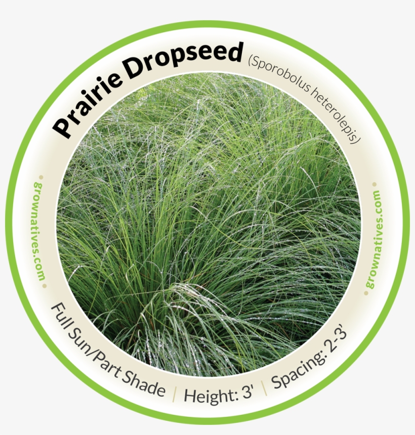 Prairie Dropseed, transparent png download