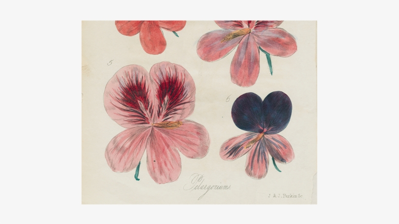 Six Pelargorium - Flower, transparent png download