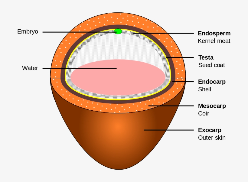 Coconut Layers - Coconut Fruit, transparent png download