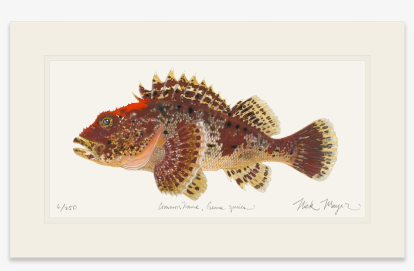 California Scorpionfish - Northern Longear, transparent png download