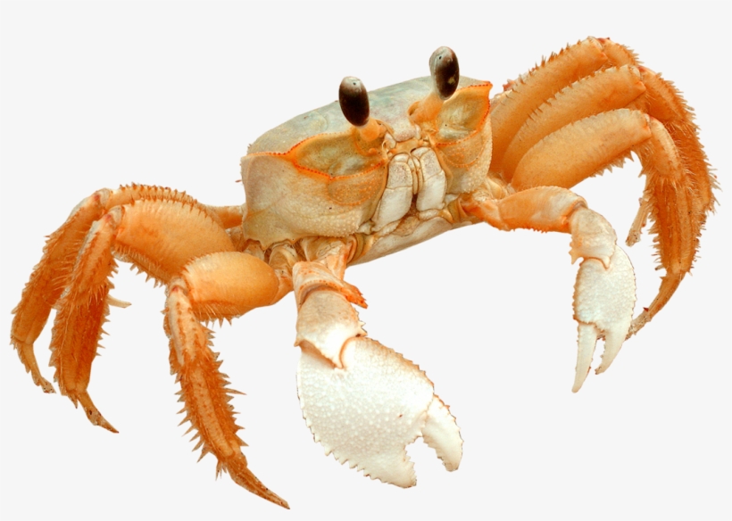 Image Black And White Library The And More Fire Island - Crab On The Beach Png, transparent png download