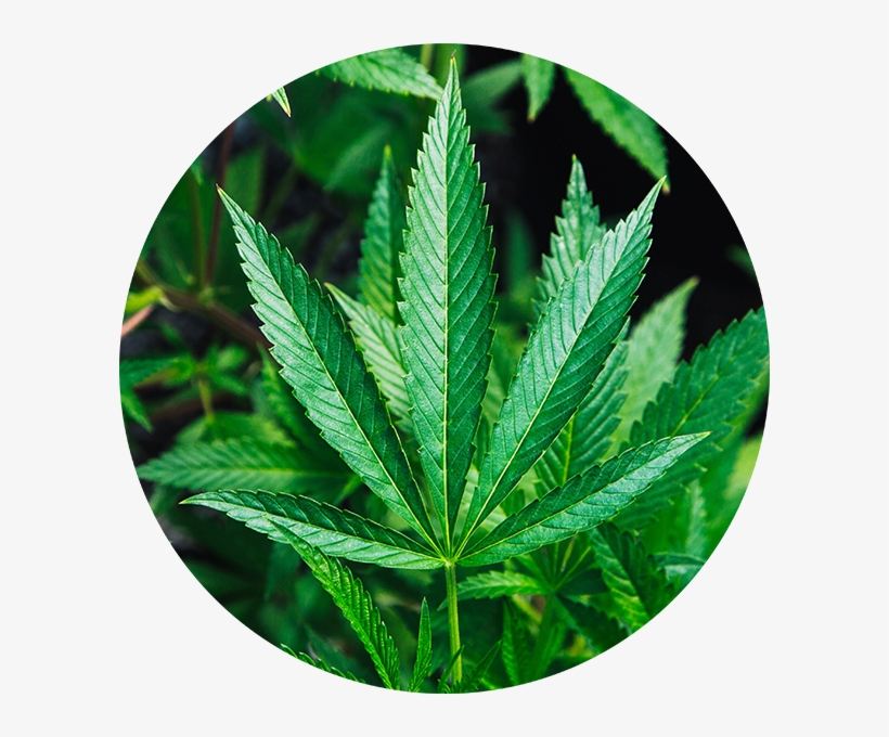 Hemp - Cannabis, transparent png download