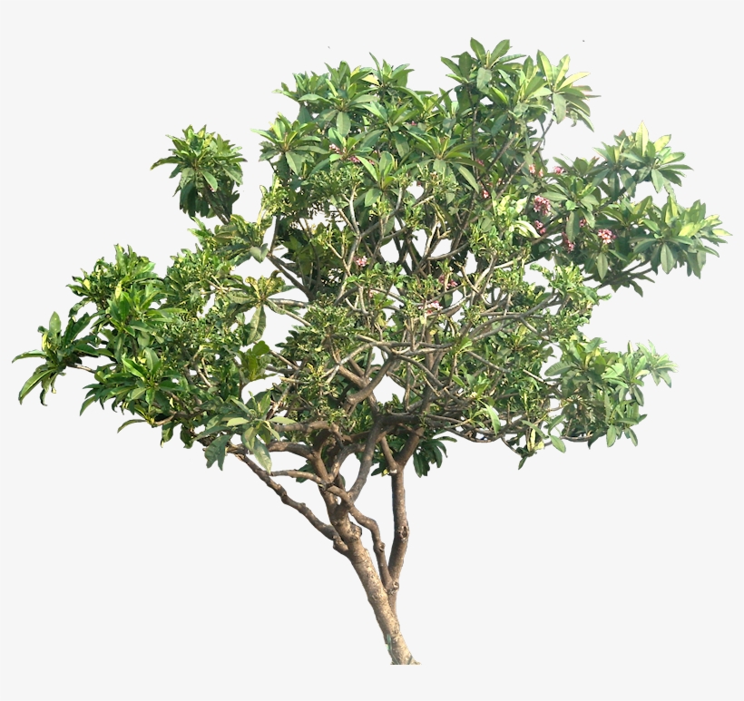 Plumeria Png Pic - Tree Png Transparent, transparent png download