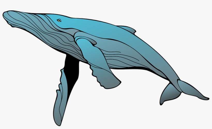 Clipart Whale Public Domain - Humpback Whale Clipart, transparent png download