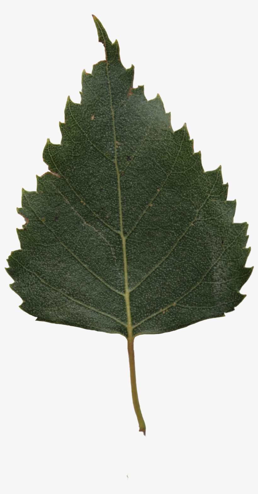 Birch Tree Leaves