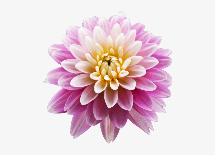 Transparent Picture Library Stock - Portable Network Graphics, transparent png download