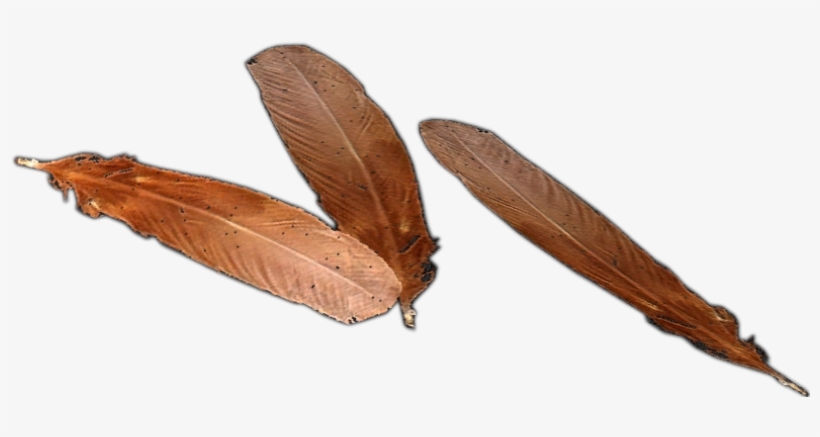 Chicken Feather Png, transparent png download