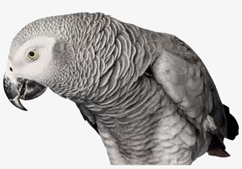 Download All Parrots Png Images And Transparent's To - Bird Andrew Zuckerman, transparent png download
