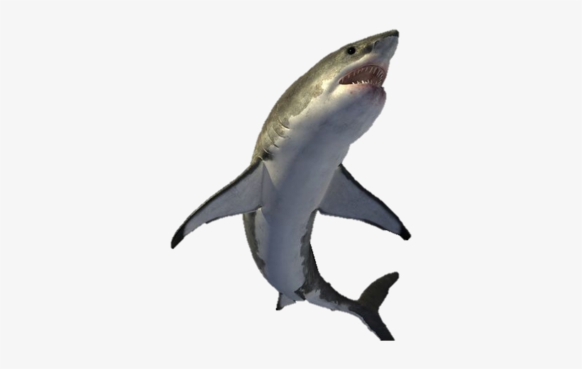 Shark Pictures, Great White Shark, Illustrations And - Shark Png File, transparent png download